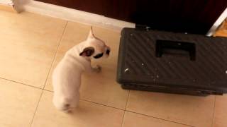 Dog Vs Cat French Bulldog vs Black Power Cat [upl. by Anelleh]