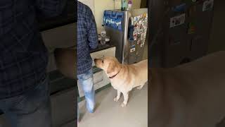 Egg దొంగ Jackie yt ytshorts doglover egg thief [upl. by Dzoba457]