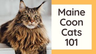 Maine Coon Cats 101  Cat Breed And Personality [upl. by Aika]