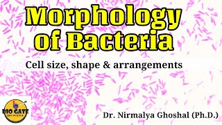 Morphology of Bacteria Size Shape amp Arrangements microbiology [upl. by Salot]