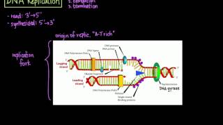 DNA Replication [upl. by Nref]