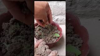 How to Alovera Grow Bryophyllum Leaves In Water  Pathor Kuchi Miracle Leaf [upl. by Narat305]