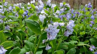 Capital Naturalist Virginia Bluebells [upl. by Silvain]