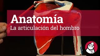 Anatomía La articulación del hombro [upl. by Ecallaw]