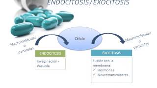 Tema 2 FARMACOCINÉTICA Absorción [upl. by Yrome]