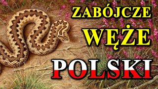 Każdy Polski Wąż Może Zabić 🐍 [upl. by Given111]