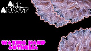 All About The Waving Hand Anthelia [upl. by Demetrius]