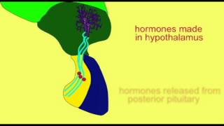 ENDOCRINE SYSTEM HYPOTHALAMUS amp POSTERIOR PITUITARY [upl. by Emlynne413]