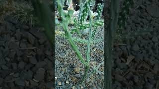 Austrocylindropuntia salmiana cactusopuntia [upl. by Jordans]