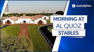 Another glorious morning at Godolphins Al Quoz Stables in Dubai [upl. by Eiramave]