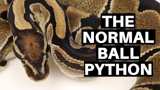 Morph Guide 12 The Normal Ball Python  Benjamins Exotics [upl. by Engleman]