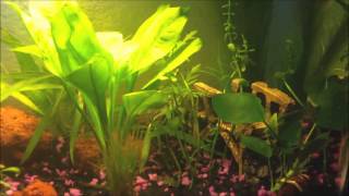 Aquatic Plants  Tetra FloraPride and Seachem Flourish Tabs Oct 21st [upl. by Brice]