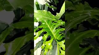 filodendron selloflovers music plants indoorplantplantnursery filodendro [upl. by Quartus983]