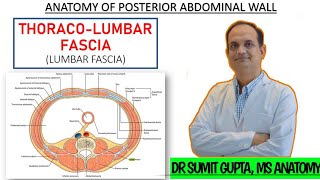 THORACOLUMBAR FASCIA  Anatomy [upl. by Swen]