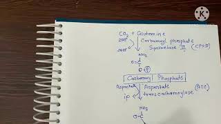 pyrimidine synthesis।। पिरिमिडिन का निर्माण।। Nitrogenous base formation [upl. by Lamoureux]