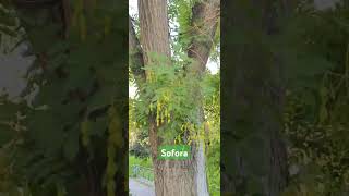 Sofora Ağacı Sophora japonica [upl. by Artimas]