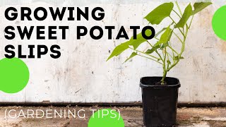 how to grow sweet potato slips in the vegetable garden shorts [upl. by Emmit]