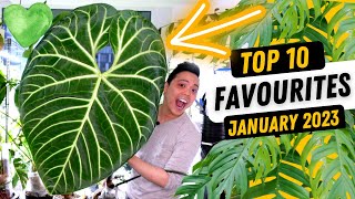 THIS IS HUGE 🤩 Top 10 Favourite Plants 💚 Anthurium Regale Metallicum Philodendron Monstera Hoya [upl. by Enorel]