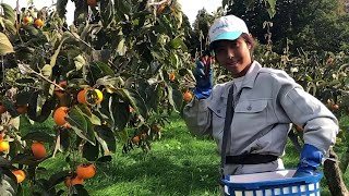 Kaki The Miracle Japanese Persimmon Farm Harvesting [upl. by Krahmer562]