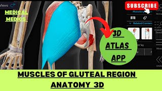 Muscles of Gluteal Region  Gluteal Region 3d  Medical Medics [upl. by Tterrab286]