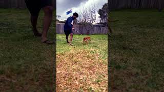 Bandit naughty time doglover dog dogtraining puppylife puppy [upl. by Geraldina949]