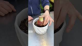 How to Plant Amaryllis Bulbs in 7 Easy Steps [upl. by Graig487]