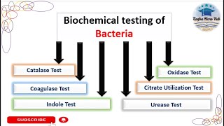 Six common Biochemical tests Bacterial Identification Technique microbiologylaboratorylecture [upl. by Gerick]