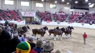 Budweisers Clydesdale Horses perform for a huge crowd at the South Point Hotel in Las opportunity [upl. by Arac]