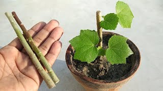 Grow Sthala Padma  Hibiscus Mutabilis  Cotton Rosemallow plant from cutting  Flower plants [upl. by Enilada]