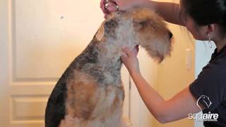 Airedale Grooming  Clipping 46  Scissoring of the Head [upl. by Wheaton836]