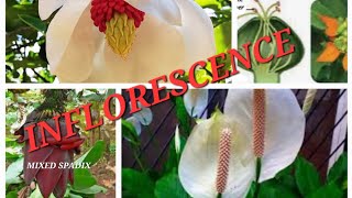 Inflorescence and its types with examples NEET biology flowers isc cbse [upl. by Ahsinwad58]