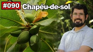 Saúde Pelas Plantas  Chapéudesol Afrodisíaco diabetes câncer Antiinflamatório [upl. by Lexine419]