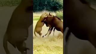 Wildebeest Fighting Bravely Infront Of Lion shortsytshorts [upl. by Tobit]