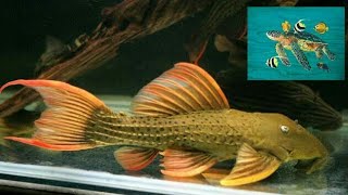 How To Care Pleco  Sucker  Fish video HindiUrdu [upl. by Aliber]