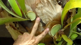 Propagate Staghorn Fern by Cutting [upl. by Say852]