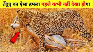 तेंदुए ने किया इम्पाला कर खुनी हमला😭  leopard attack in Impala [upl. by Atwekk]