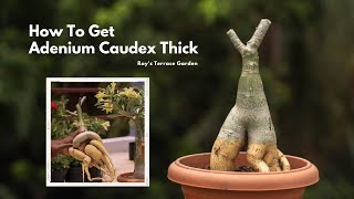 how to make adenium caudex Bigger  Thicker Adenium Caudex  Happy Gardening [upl. by Kyl]