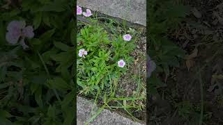 Dianthus blooms at terrace garden  Beautiful pattern amp colour  ASMR sound flowers shorts [upl. by Ahsyat]