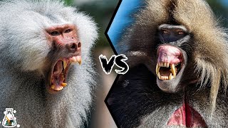 BABOON VS GELADA  Who Will Win This Fight [upl. by Hardunn]