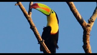 A gorgeous KeelBilled Toucan posing and singing for almost five minute [upl. by Harbird]