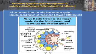 2015 B Cell Biology and T Follicular Helper Cells – The Fundamentals [upl. by Ayama324]