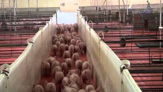 Pig Farmers Dahl Family [upl. by Navac]