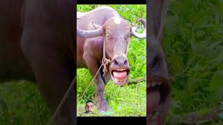 cow animals funny comedy bull cowsound buffalocomedy comedyfilms funnybuffalo comedymovie [upl. by Adilem]