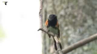 American Redstart [upl. by Ynaffi575]