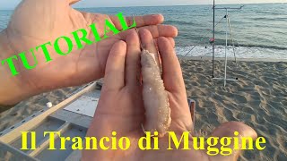 TUTORIAL  Pesca Dalla Spiaggia  Innesco del trancio di Cefalo o Muggine per la pesca al Serra [upl. by Hakkeber821]