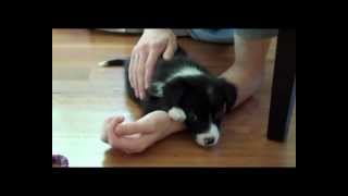 Cutest border collie puppy ever [upl. by Nihhi]