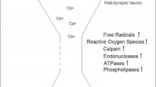 Mechanism of Glutamate Excitotoxicity [upl. by Sidoney]