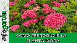 Como reproducir Y Fertilizar la planta IXORA [upl. by Arihsat]