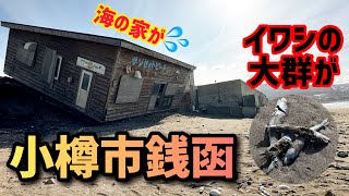 イワシが大量に打ち上がる！小樽市銭函の海岸がヤバかった！ [upl. by Tigram]