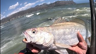 Kob Kabeljou Fishing another fun session on the Strand Reefs [upl. by Dnartreb]